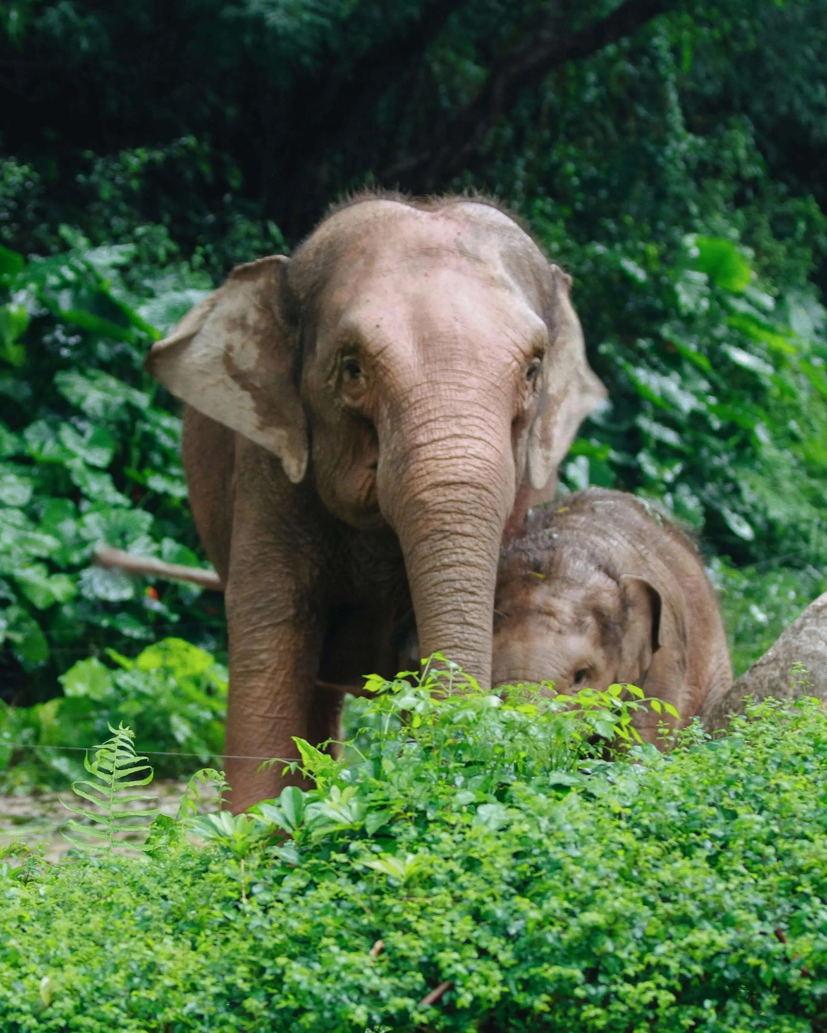 Elephant Watching
