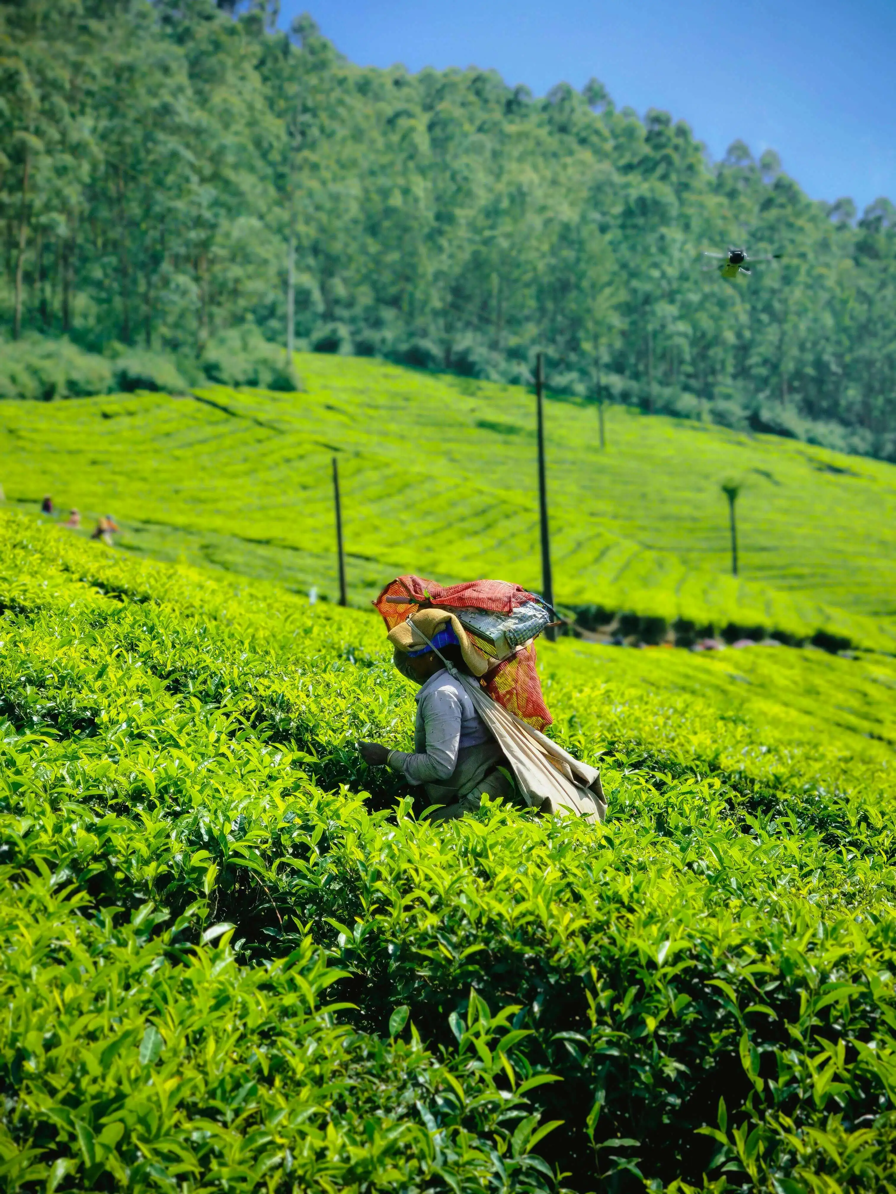 Tea Plantation Tours