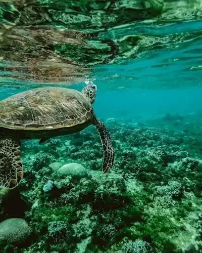Turtles Watching