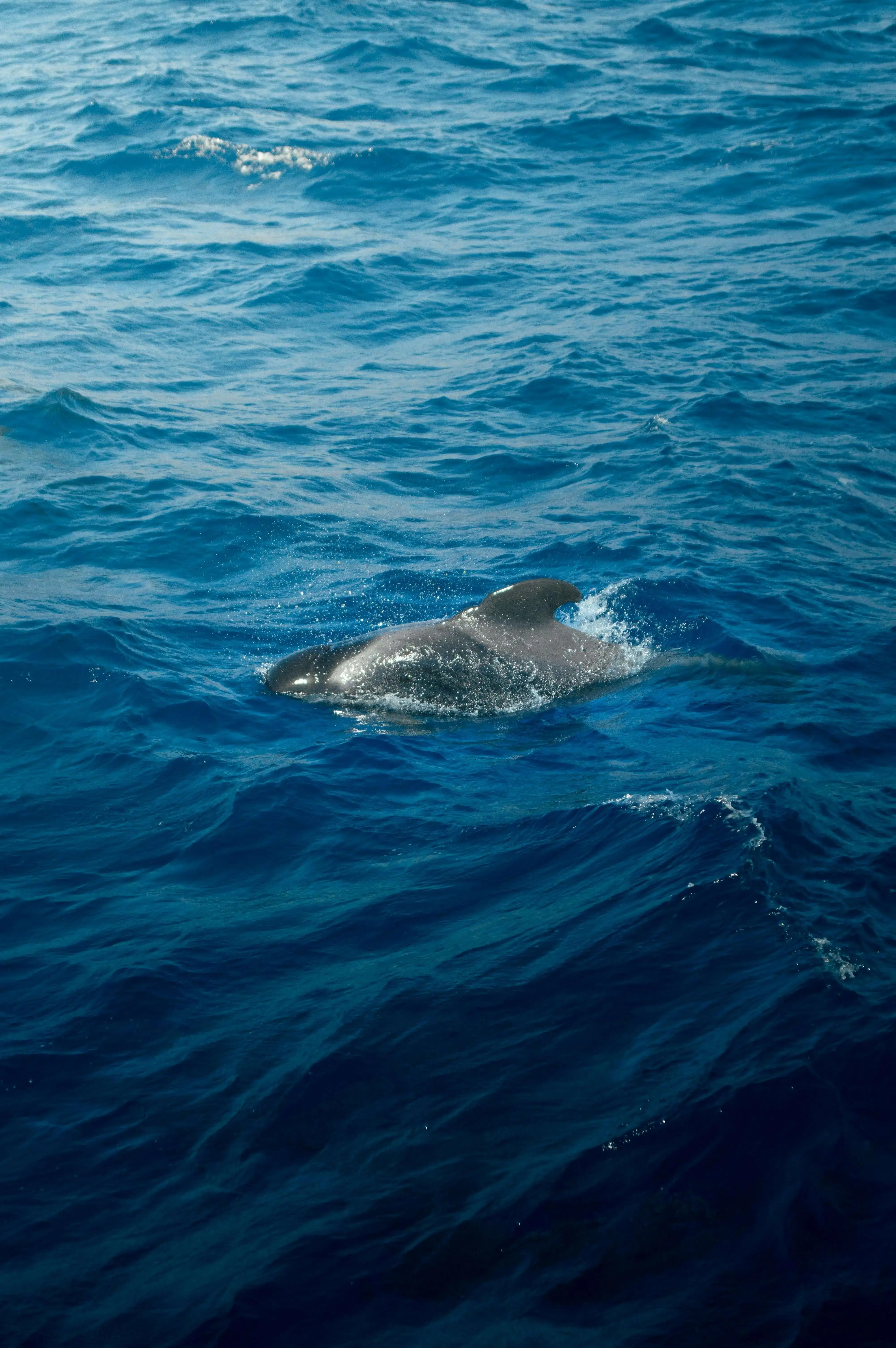 Whale & Dolphin Watching