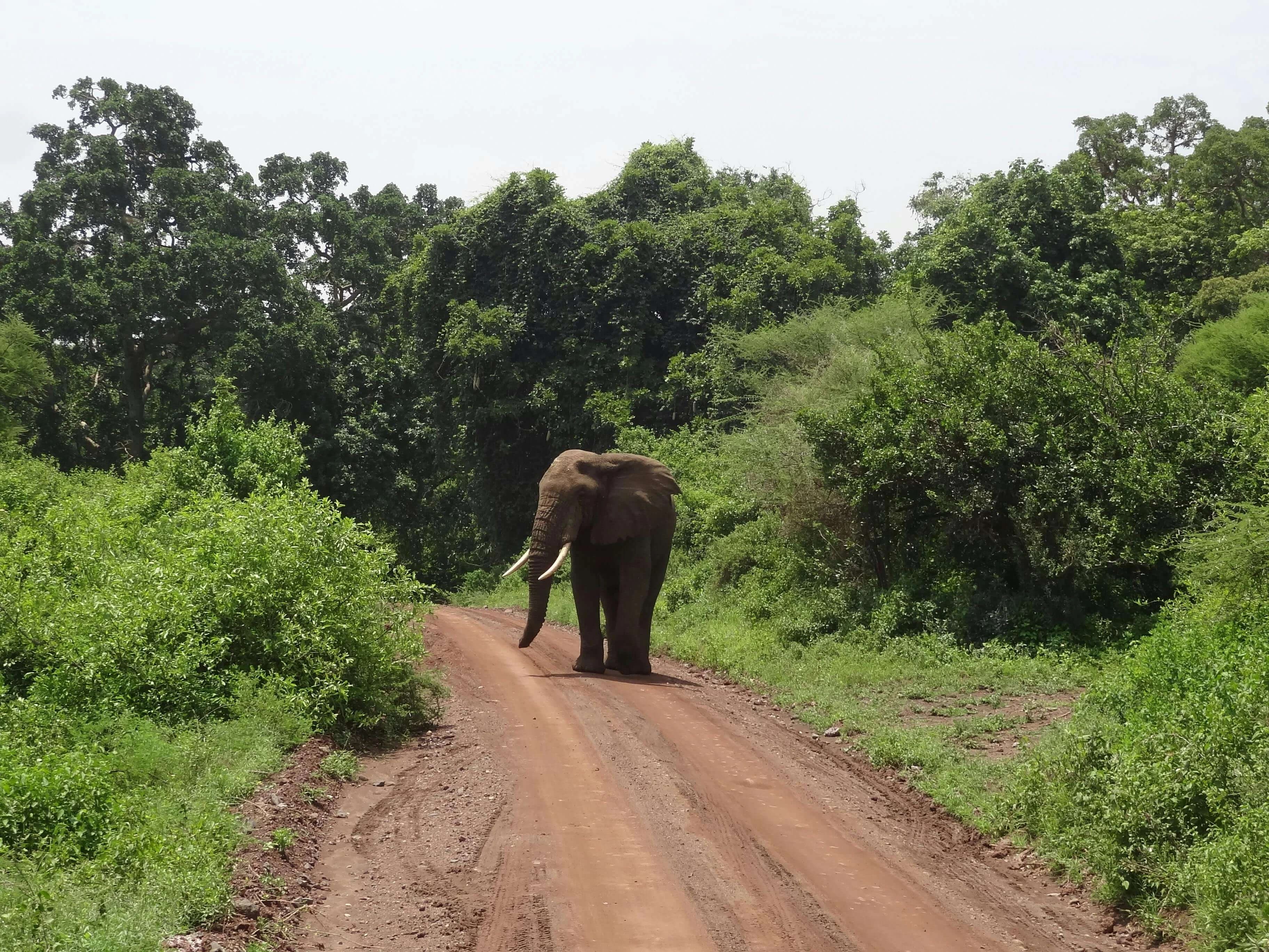 Wildlife Safaris